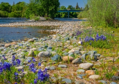 Things to Do American River Parkway