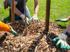 Tree Planting SSD